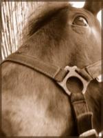 Cheval avec son licol