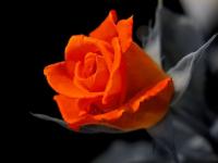 Une rose pour Grégory