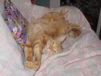 Rouky my cat