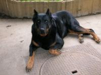 Ma chienne Losca