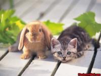 Chat et lapin