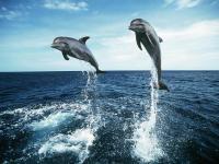 Les dauphins de cécilou