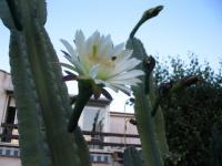 Abeille sur fleur de cactus