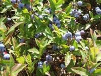 Bleuet du sagenay