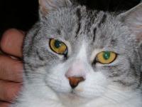 Soushi Chat