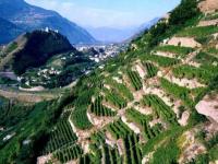 Vignoble de Batassé