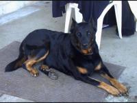 Losca, superbe Beauceron