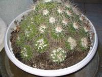 Pyramide de cactus