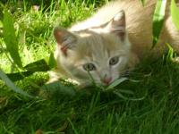 Chat roux