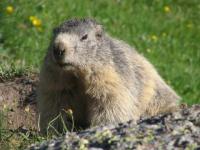 Marmotte