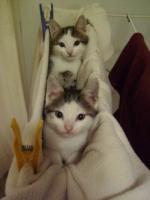 Chats pendus