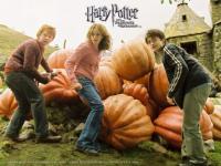Les citrouilles d'Harry Potter
