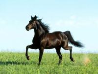 Cheval bai au trot