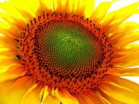Coeur de tournesol