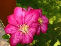 Une belle couleur..