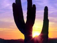 Arizona : Cactus géant
