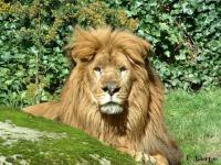 Le Roi