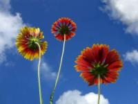 Mirando al cielo