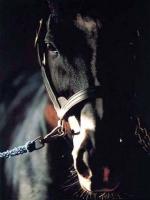 Cheval noir trop beau