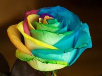 Rose Multicolore