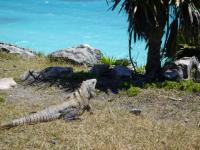 Iguane au Mexique
