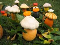 Champignons fantaisistes