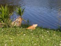 Reptile saurien 07