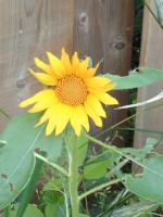 Tournesol 1