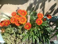 Gazania orange