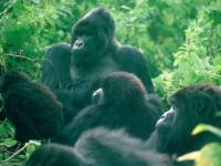 Famille de gorilles