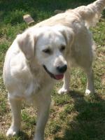 Ma chienne