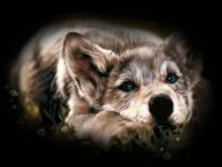 Bébé loup