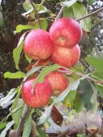 Pommes