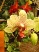 Cymbidium Parishii