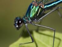 Insecte de l'année 2008