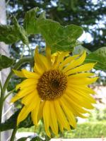 Le beau tournesol