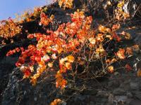 Vigne d'automne