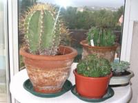 Les cactus