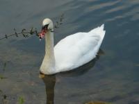 Mon Cygne