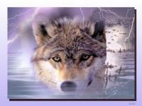 Loup123