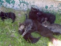 Les chatons