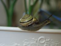 Escargot chanceux