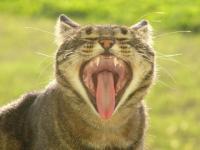 Vous voyez mes belles dents