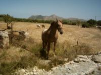 Majorques cheval