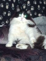 Gros chat