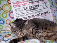 Chat lecteur