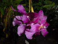 Miltonia 2