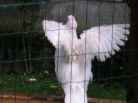 Jolie cane