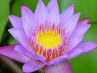 Lotus from tahiti