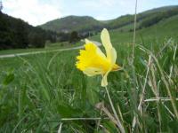 Jonquille de montagne